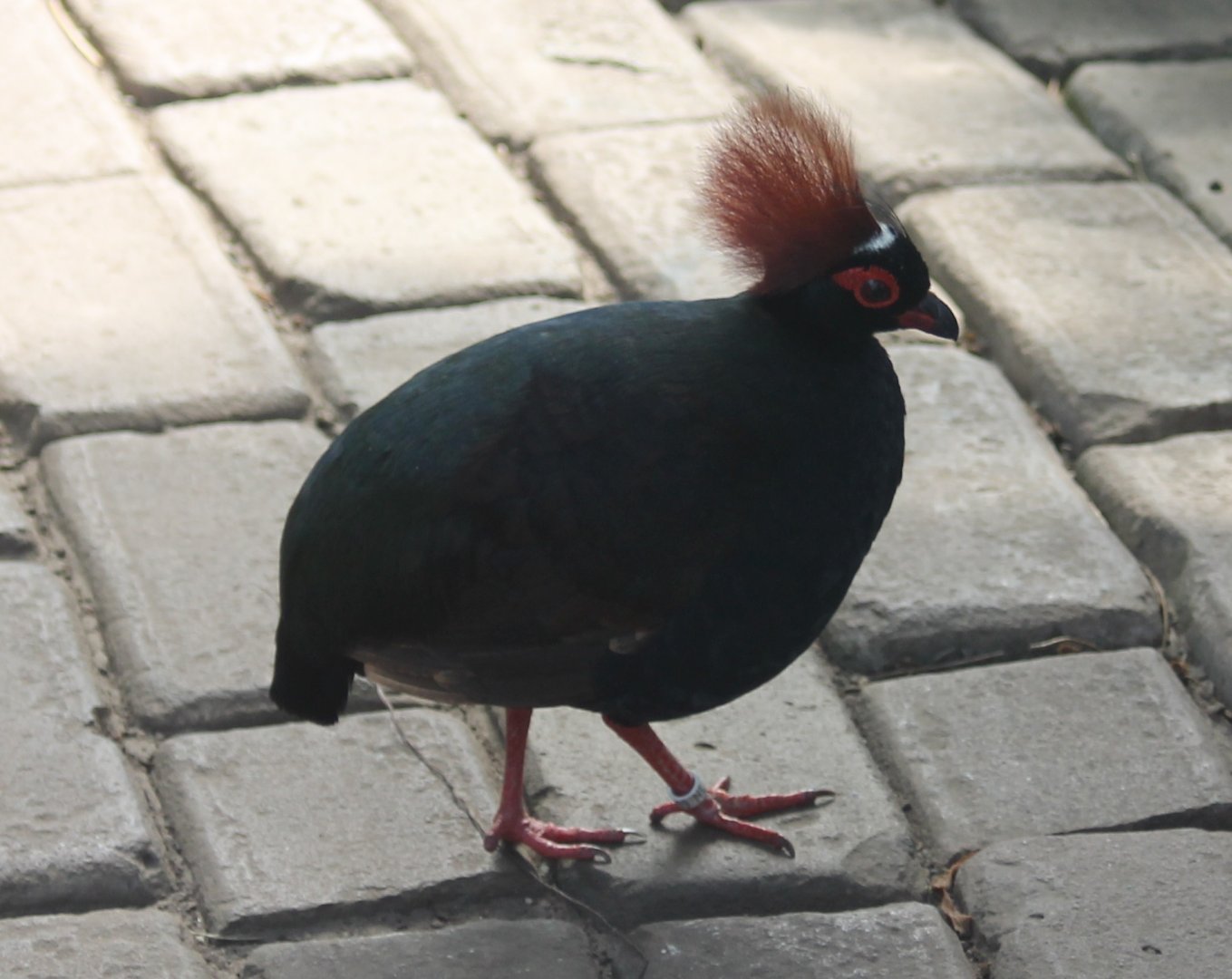 Red-crested wood-partridge