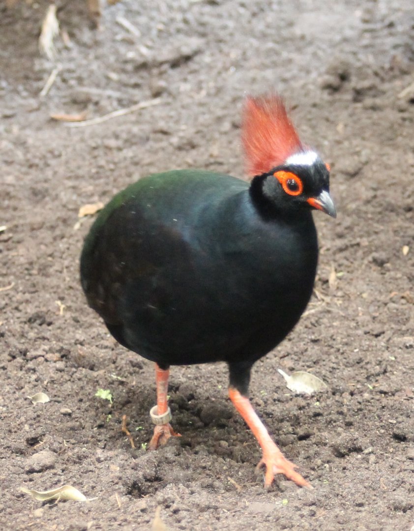 Red-crested wood-partridge