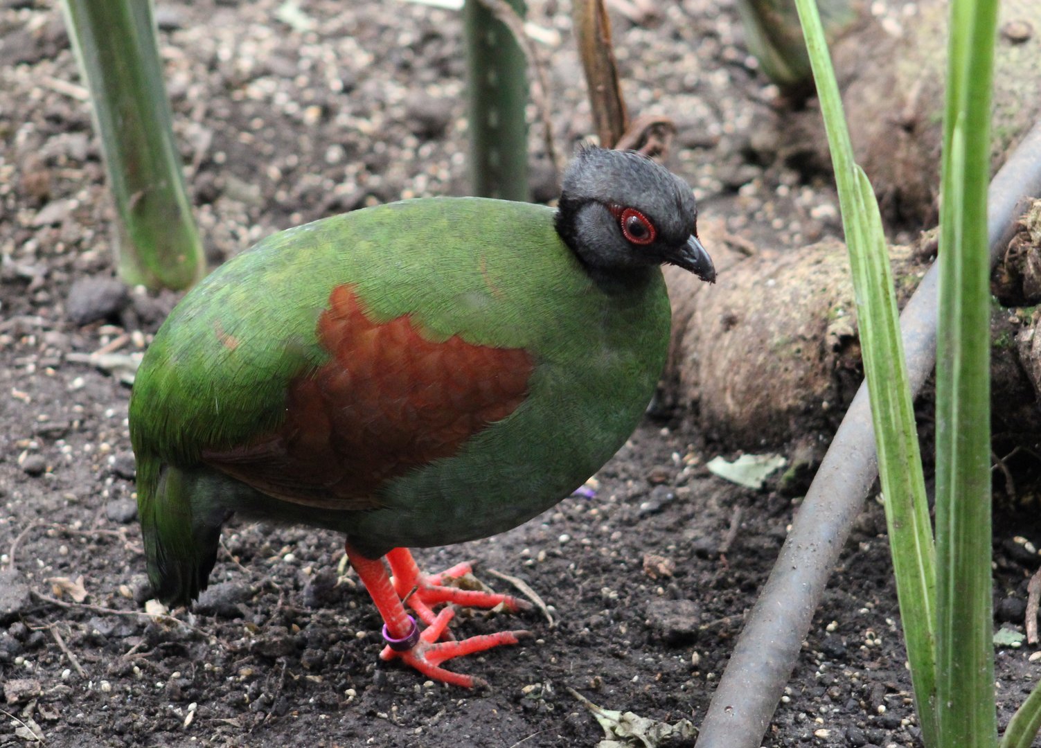 Red-crested wood patridge - female