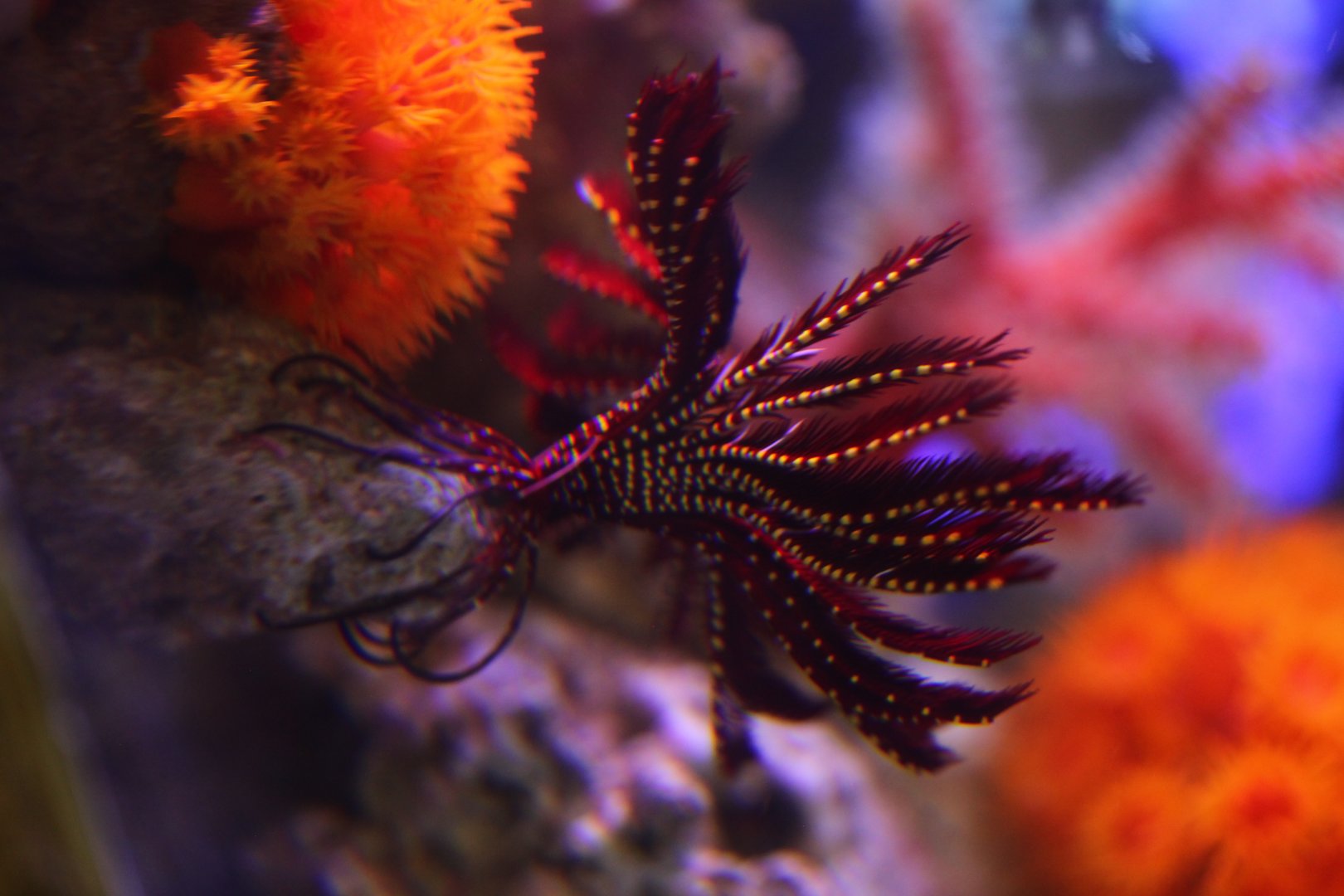 Red crinoid