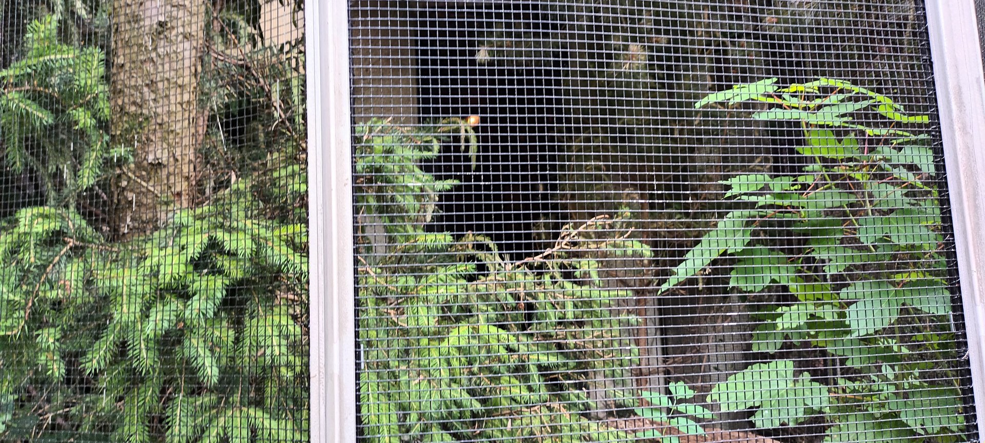 Red Crossbill Aviary