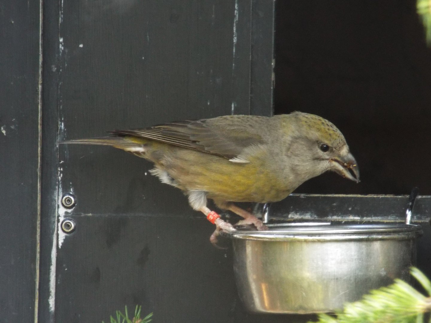 Red Crossbill (Loxia curvirostra curvirostra) at Alpenzoo Innsbruck - April 11 2015