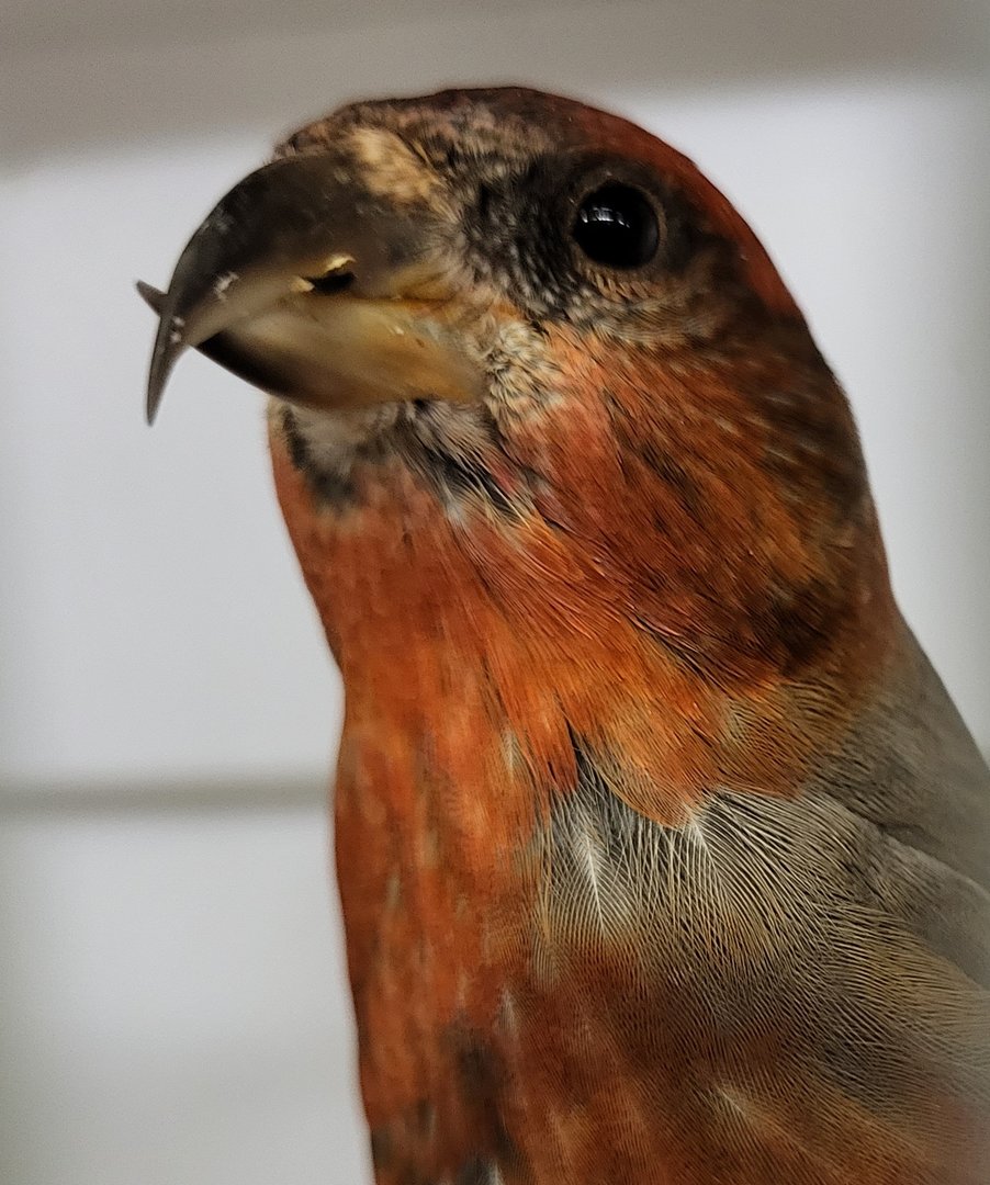 Red crossbill