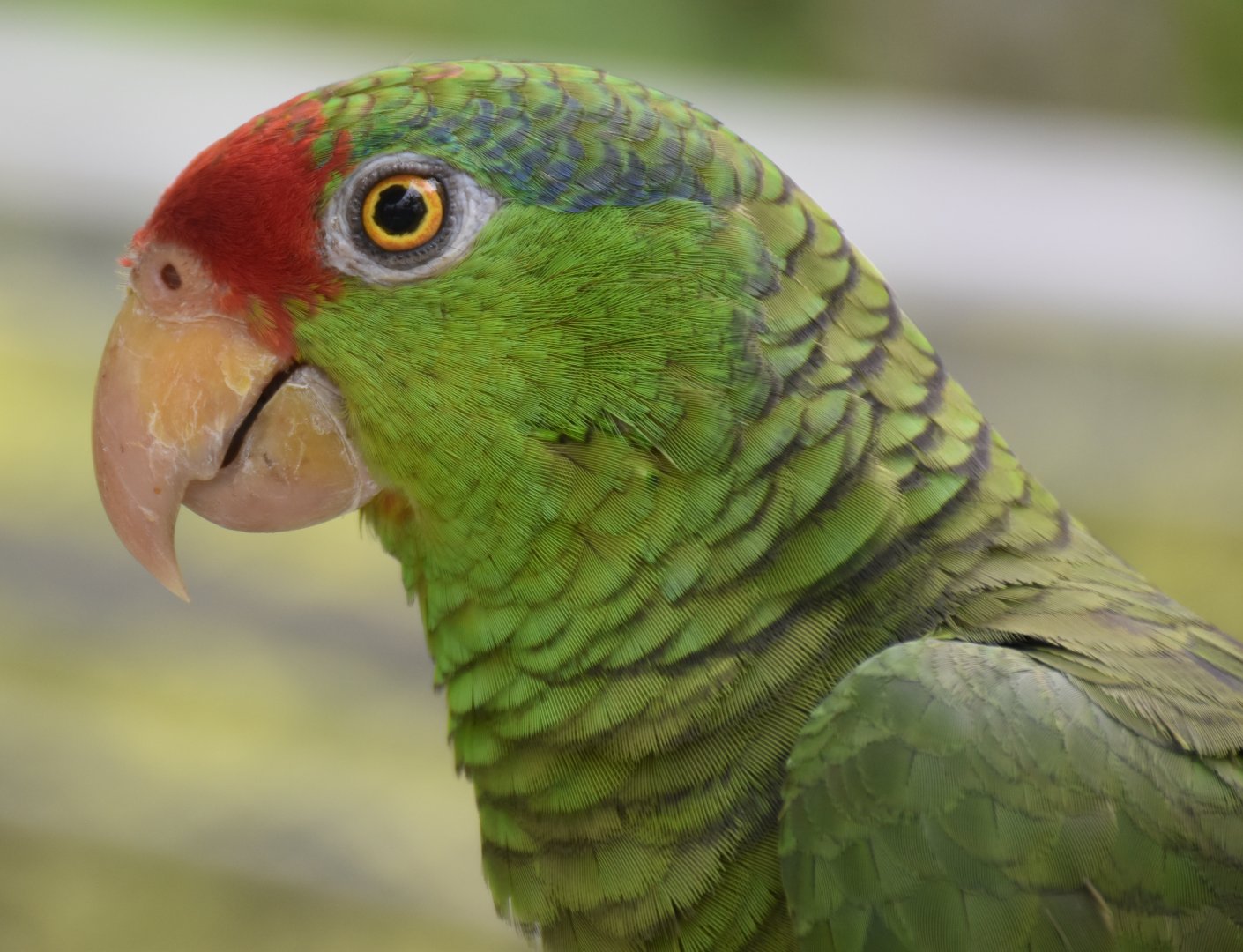 Red-crowned Amazon (Amazona viridigenalis)