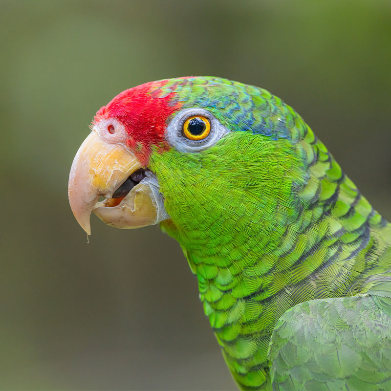 Red-Crowned Amazon (Amazona Viridigenalis)