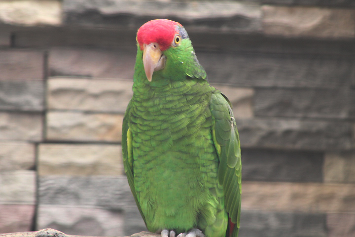 Red-crowned amazon (Amazona viridigenalis)