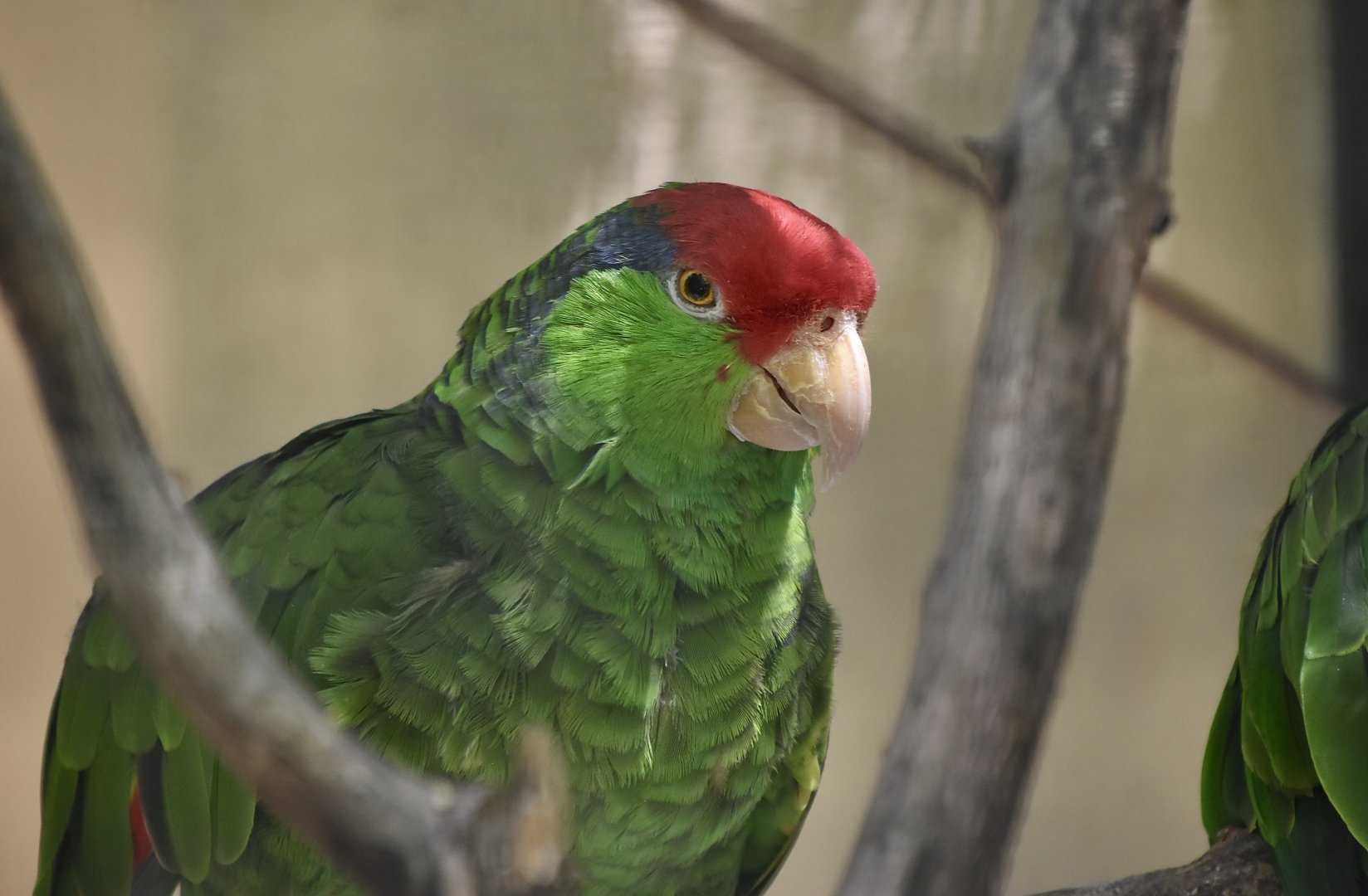 Red-Crowned Amazon (Amazona viridigenalis)