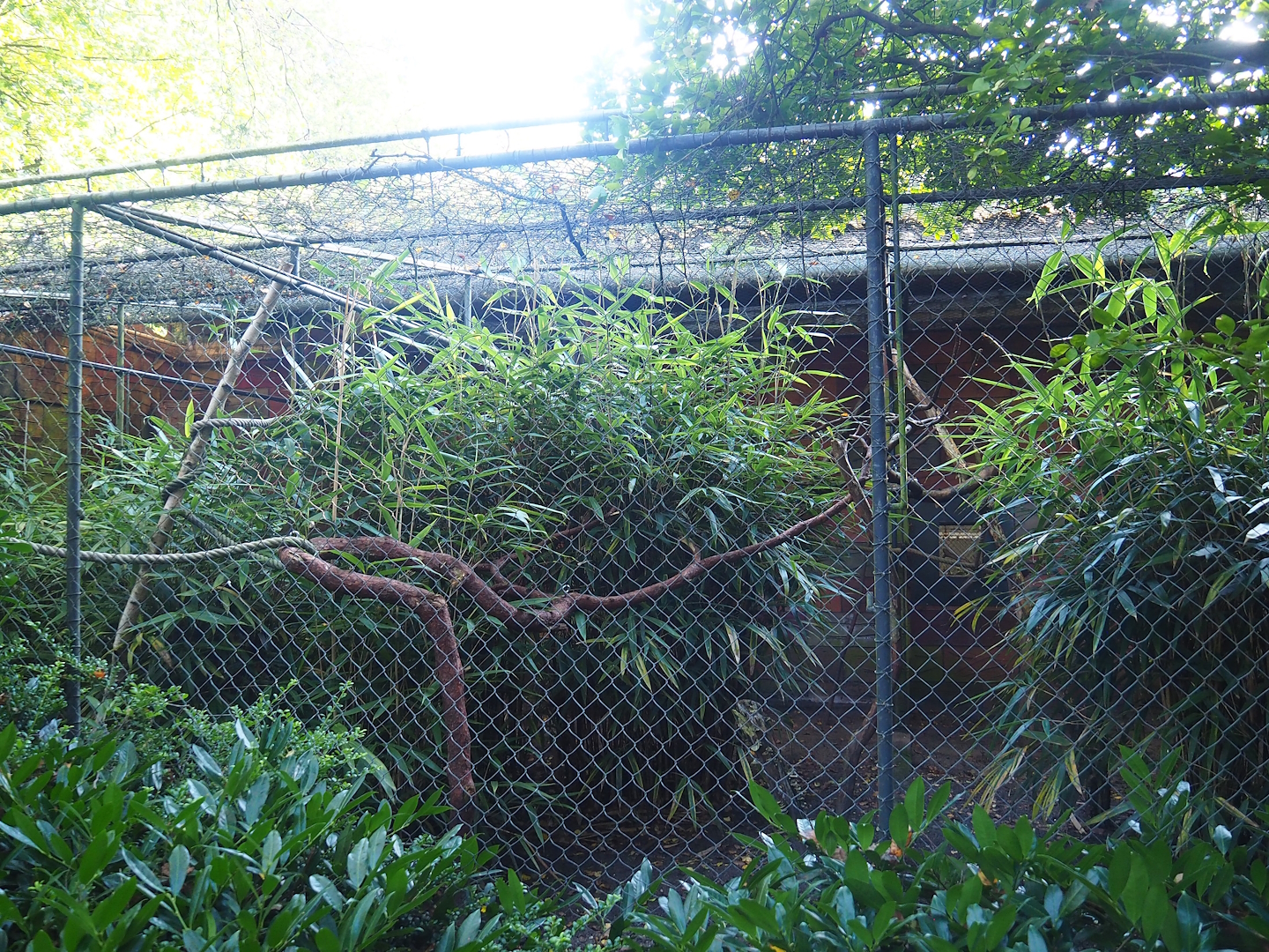 Red-crowned amazon aviary, 2023-09-24