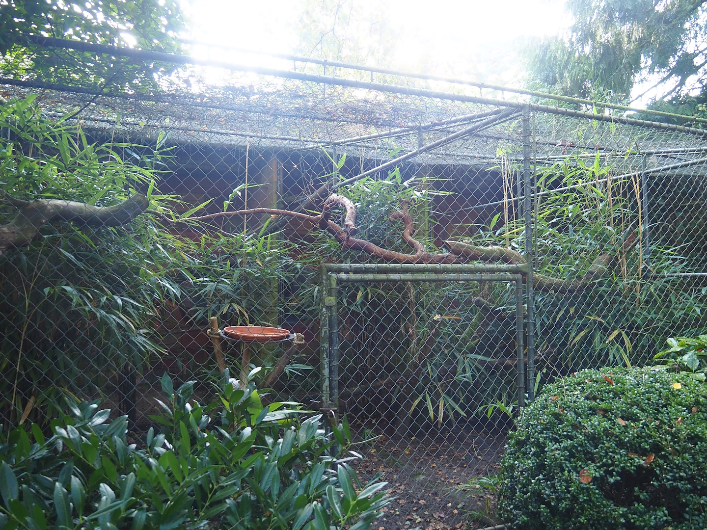 Red-crowned amazon aviary, 2023-09-24
