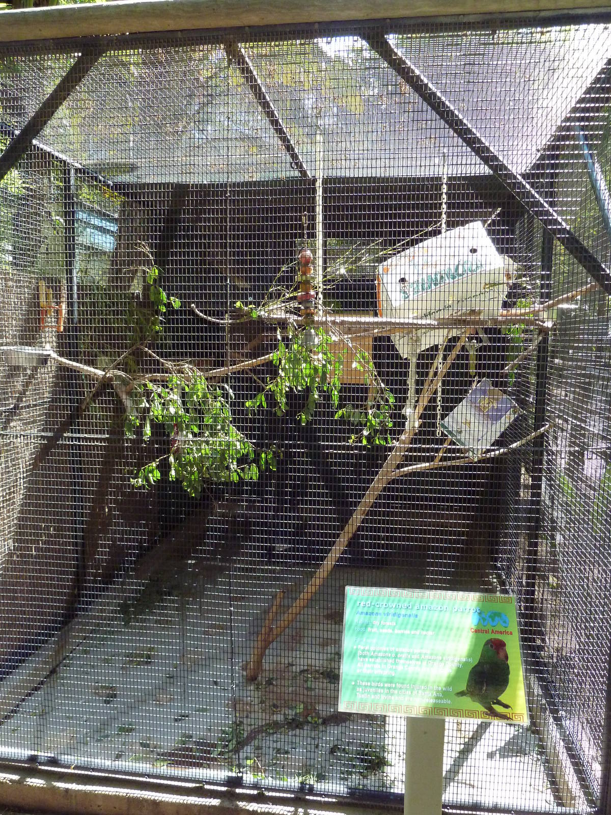 Red-Crowned Amazon Parrot Exhibit