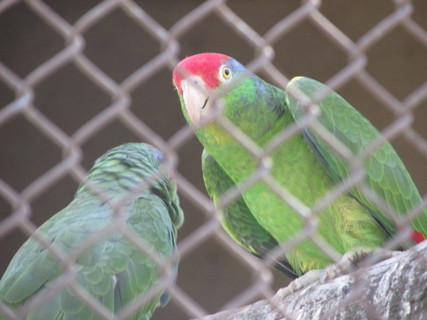red crowned amazon parrot