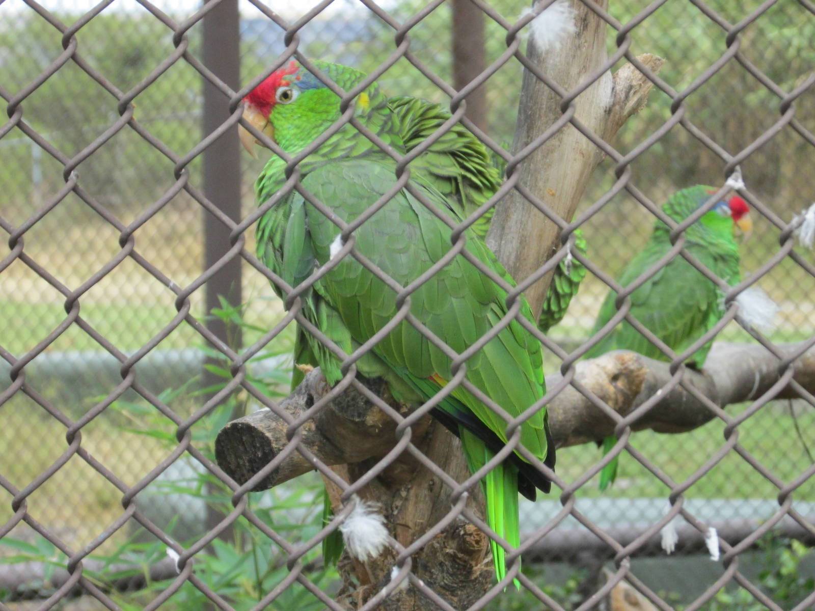 red crowned amazon parrots guadalajara zoo