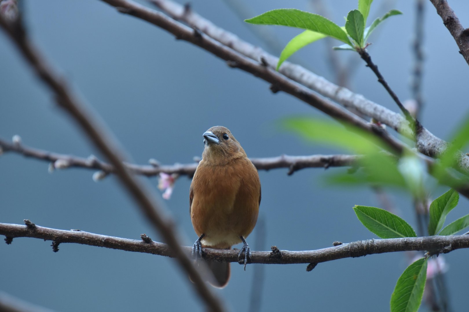 Red-crowned ant tanager (Habia rubica)