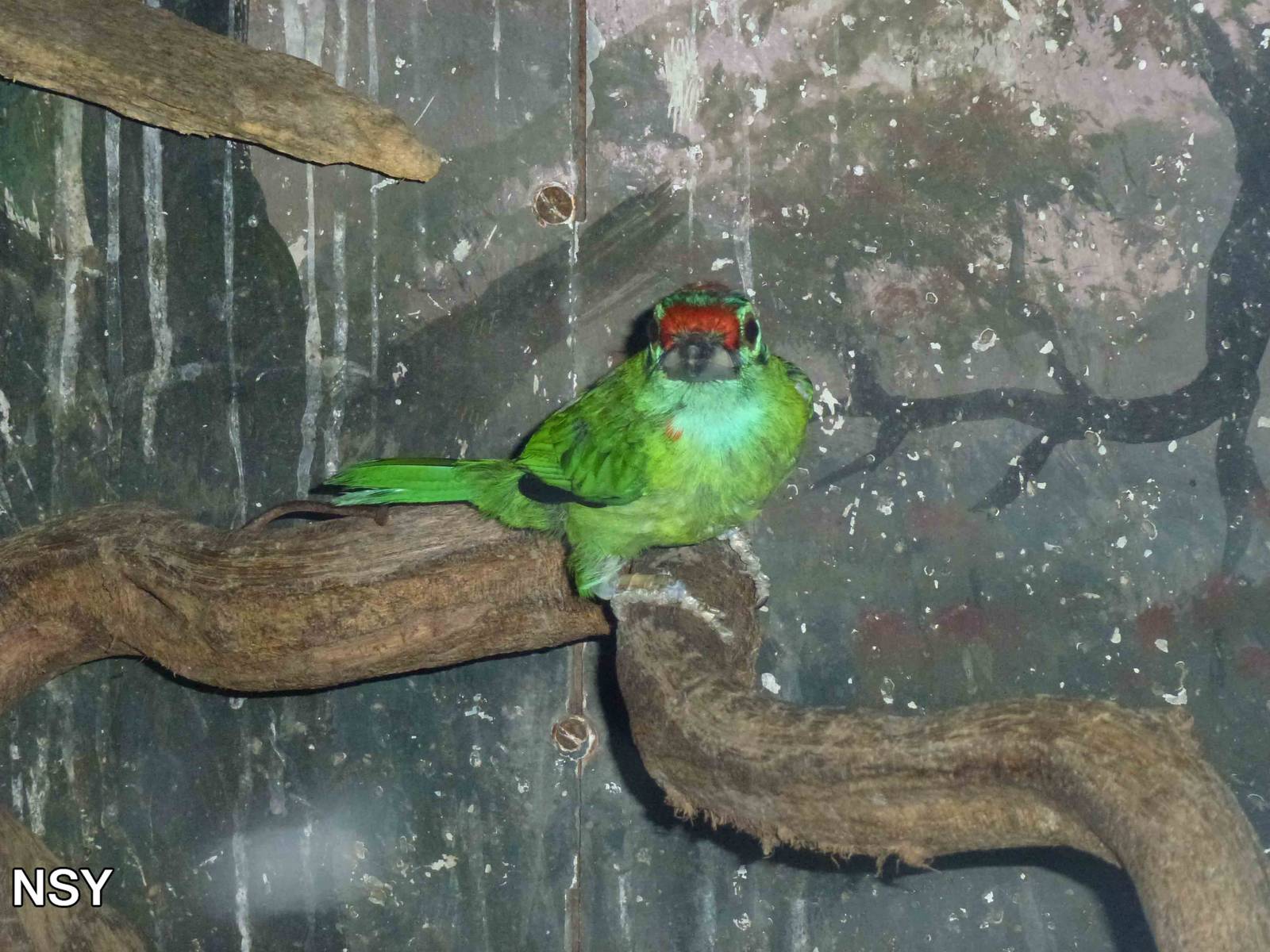 Red-crowned barbet, June 2013.