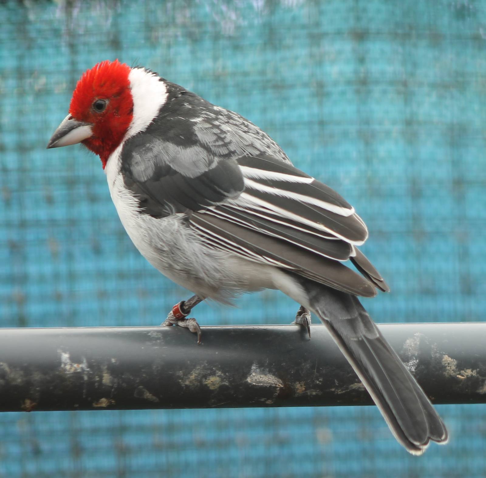 Red-crowned cardinal