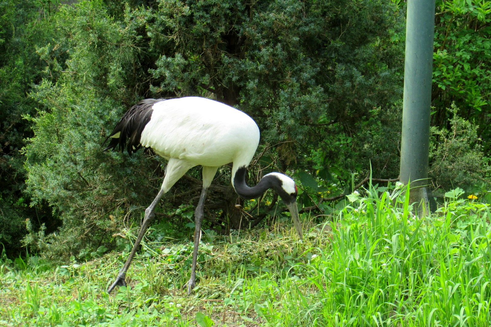 Red-crowned Crane - 05/2015