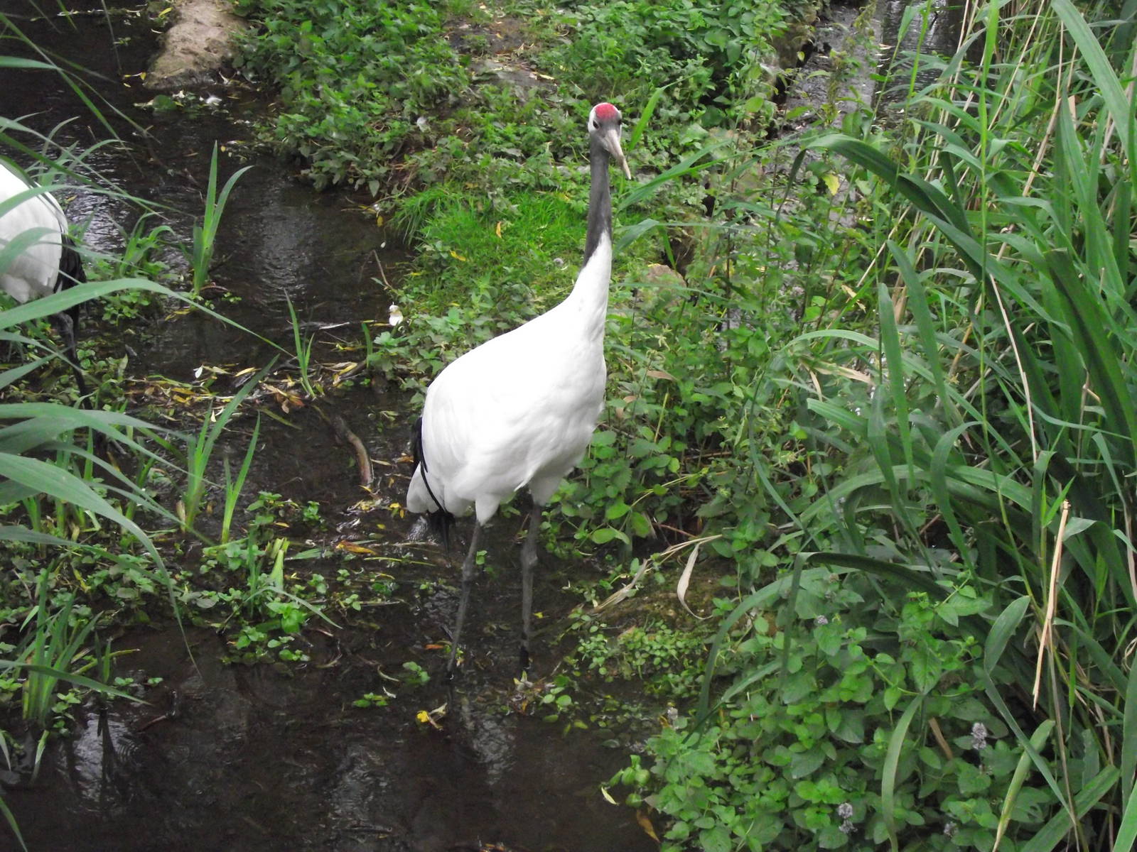 red-crowned crane 080811