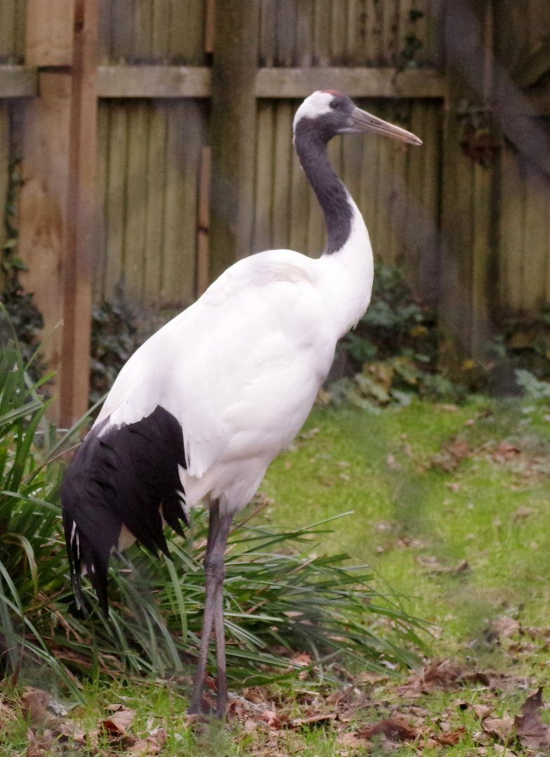 Red-crowned crane 111224
