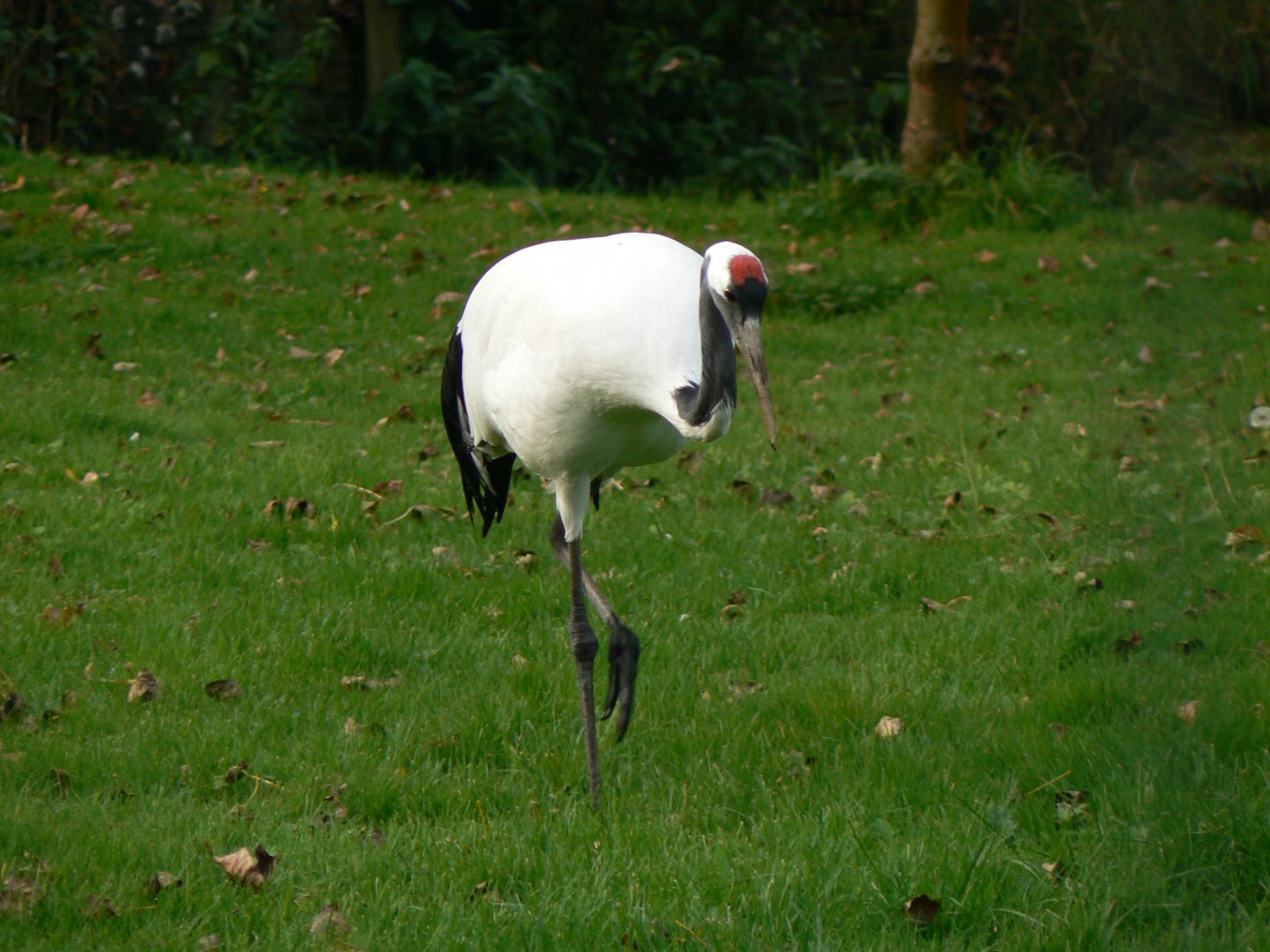 Red-crowned Crane - 14 October 2017