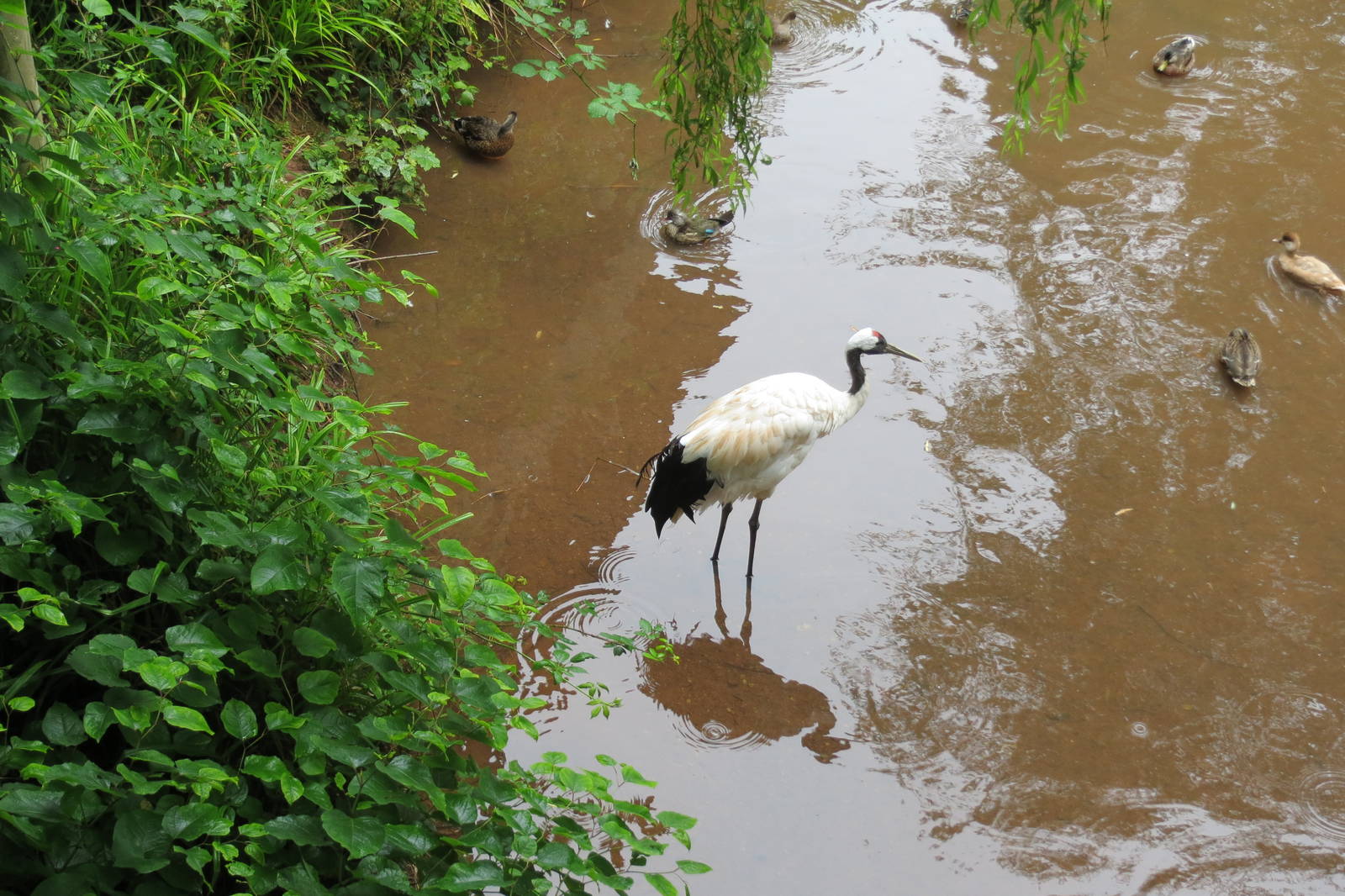 red-crowned crane 140813