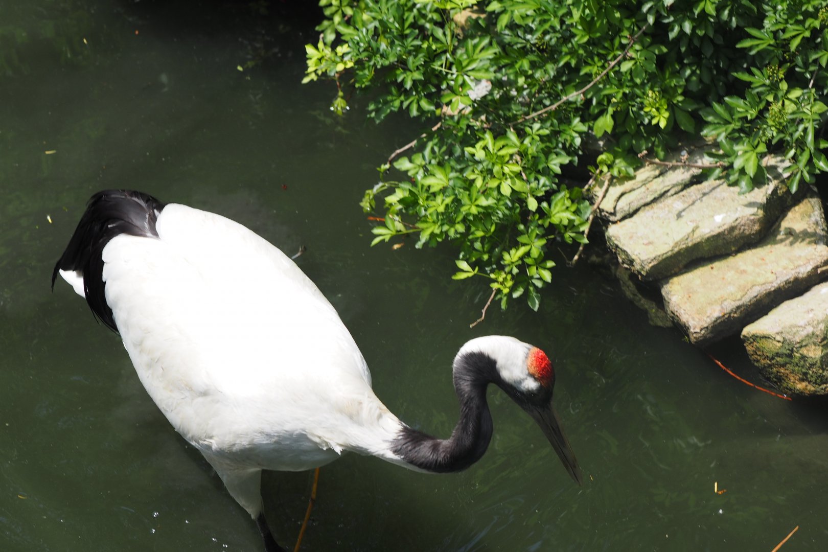 Red-Crowned Crane, 2017
