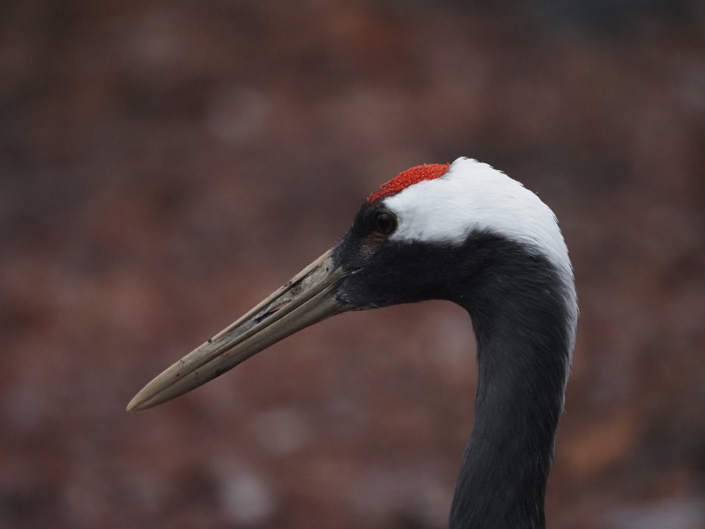 Red-Crowned Crane Adult