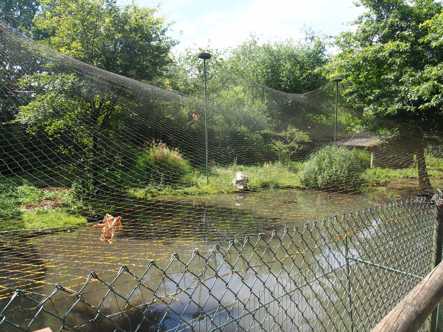 Red-crowned crane and Baer's pochard aviary, 2020-06-20