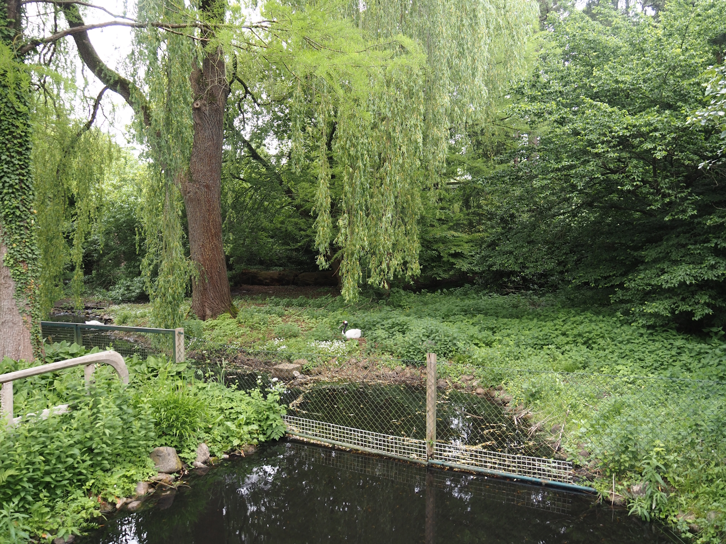 Red-crowned crane and Black-necked swan exhibit, 2024-05-21