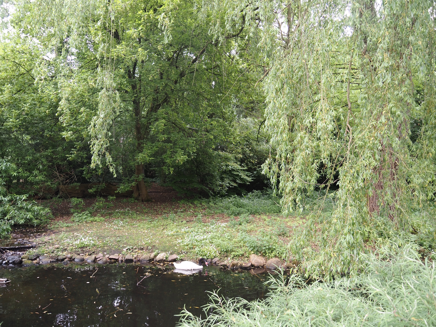 Red-crowned crane and Black-necked swan exhibit, 2024-05-21