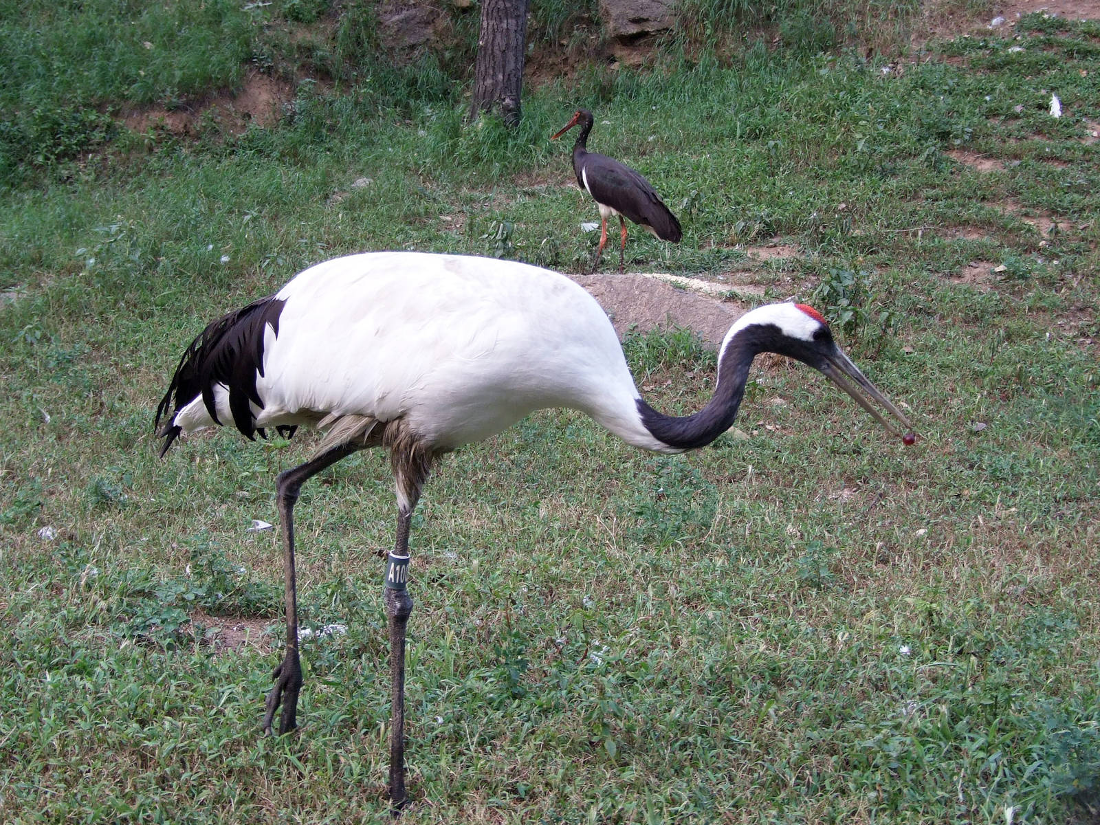 Red-crowned Crane and Black Stork