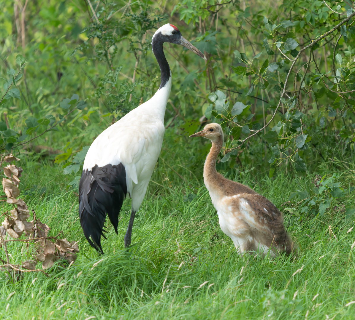 Red crowned crane and chick, Whipsnade, UK
