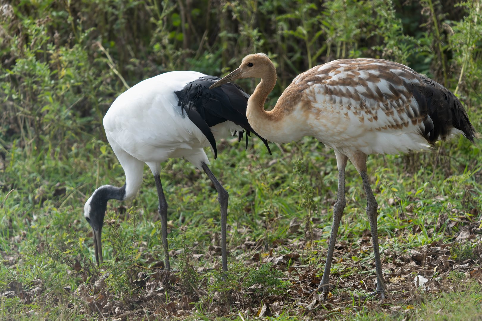 Red crowned crane and chick, Whipsnade, UK