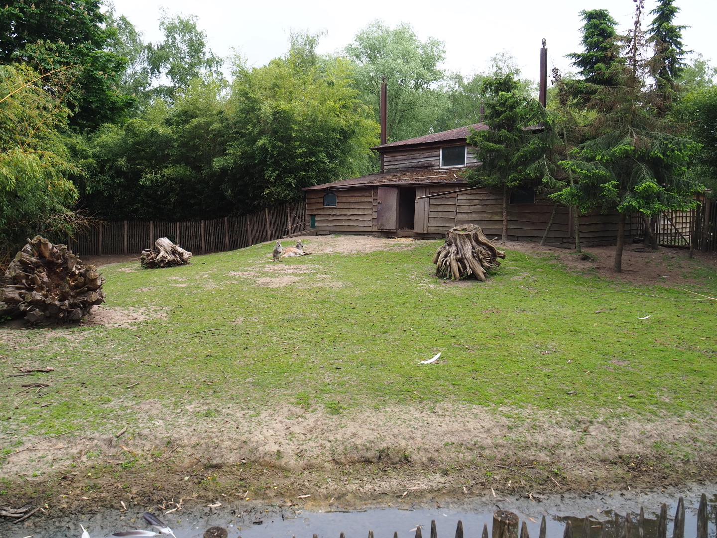 Red-crowned crane and Eastern wallaroo exhibit, 2019-05-25