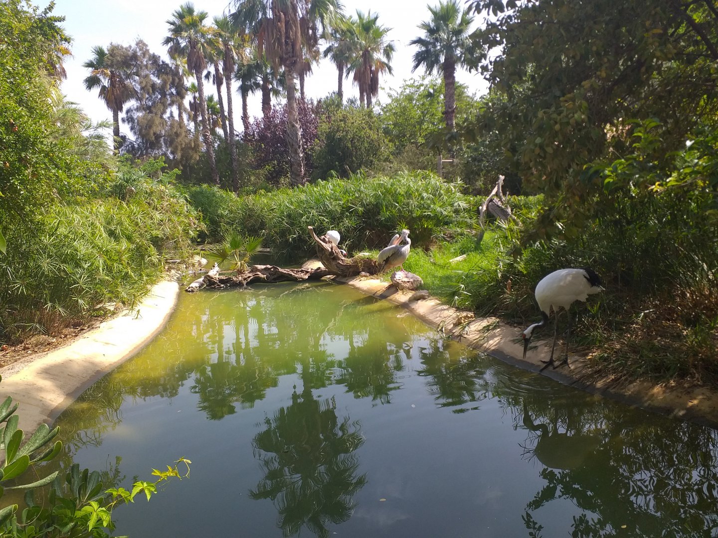 Red-crowned crane and Pink-backed pelican pond -TerraNatura Benidorm (2021)