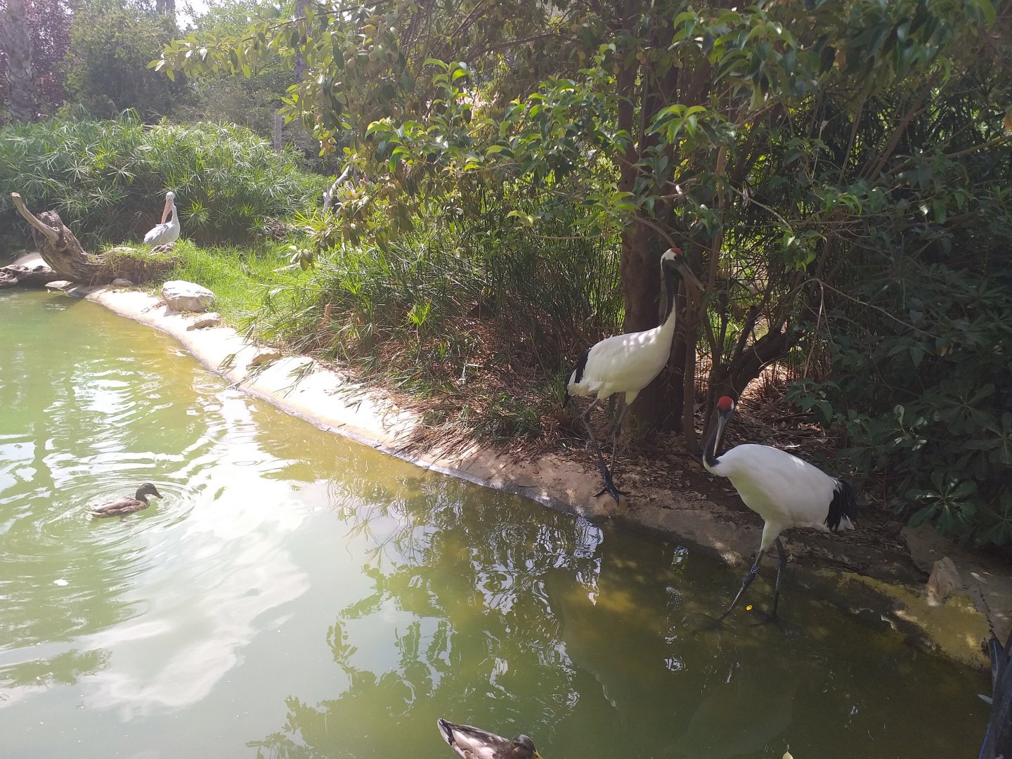 Red-crowned crane and Pink-backed pelican pond -TerraNatura Benidorm (2021)