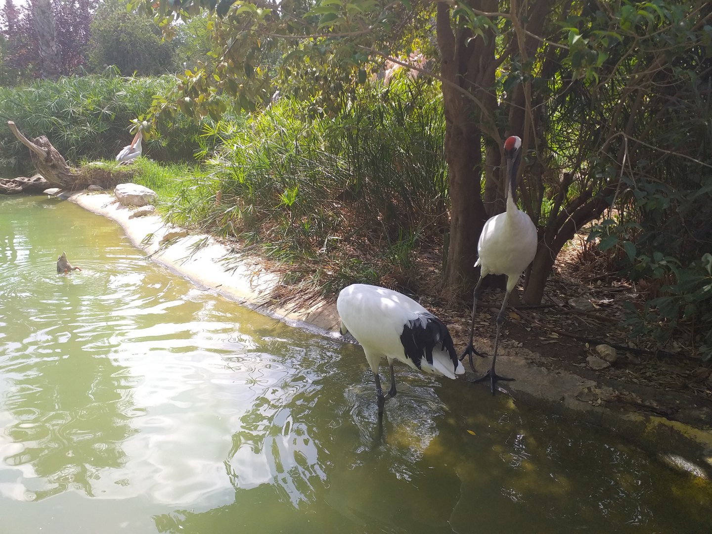 Red-crowned crane and Pink-backed pelican pond -TerraNatura Benidorm (2021)