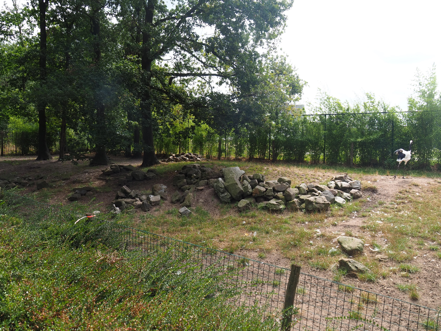 Red-crowned crane and Reeves' muntjac exhibit, 2019-08-11