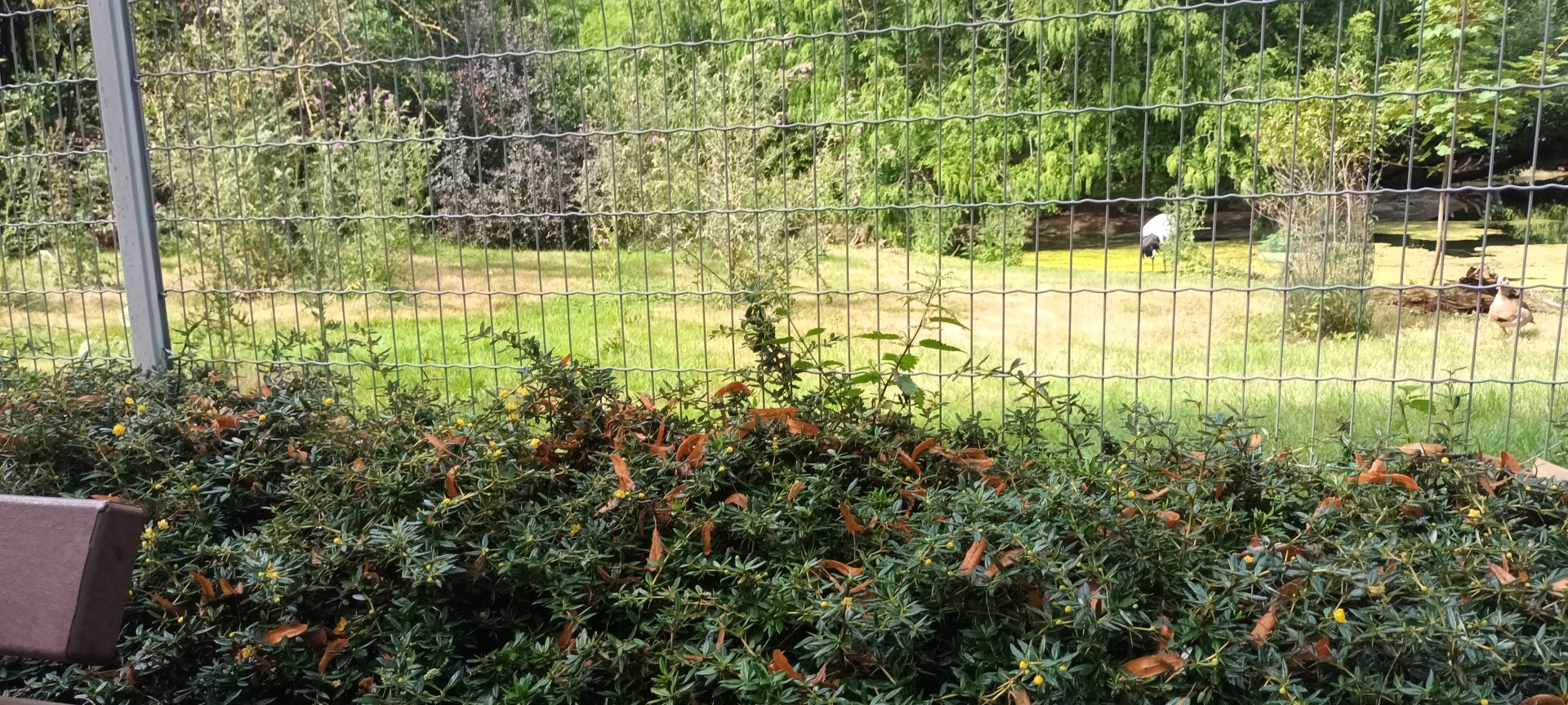 Red crowned Crane and Tufted Deer Enclosure