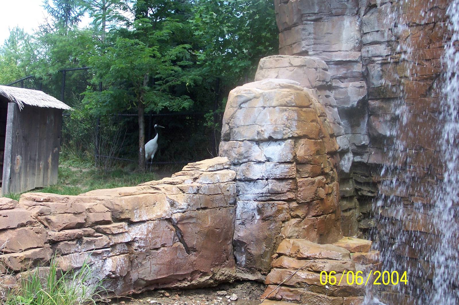 Red Crowned Crane and Waterfall ~ Asia Quest