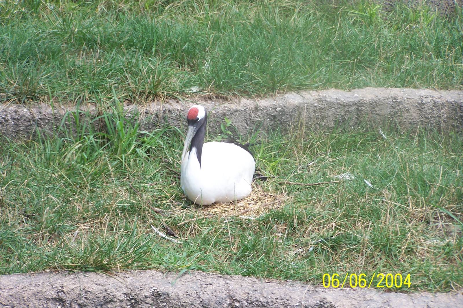 Red-Crowned Crane ~ Asia Quest