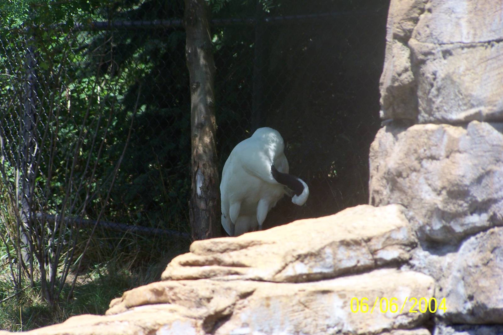 Red Crowned Crane ~ Asia Quest