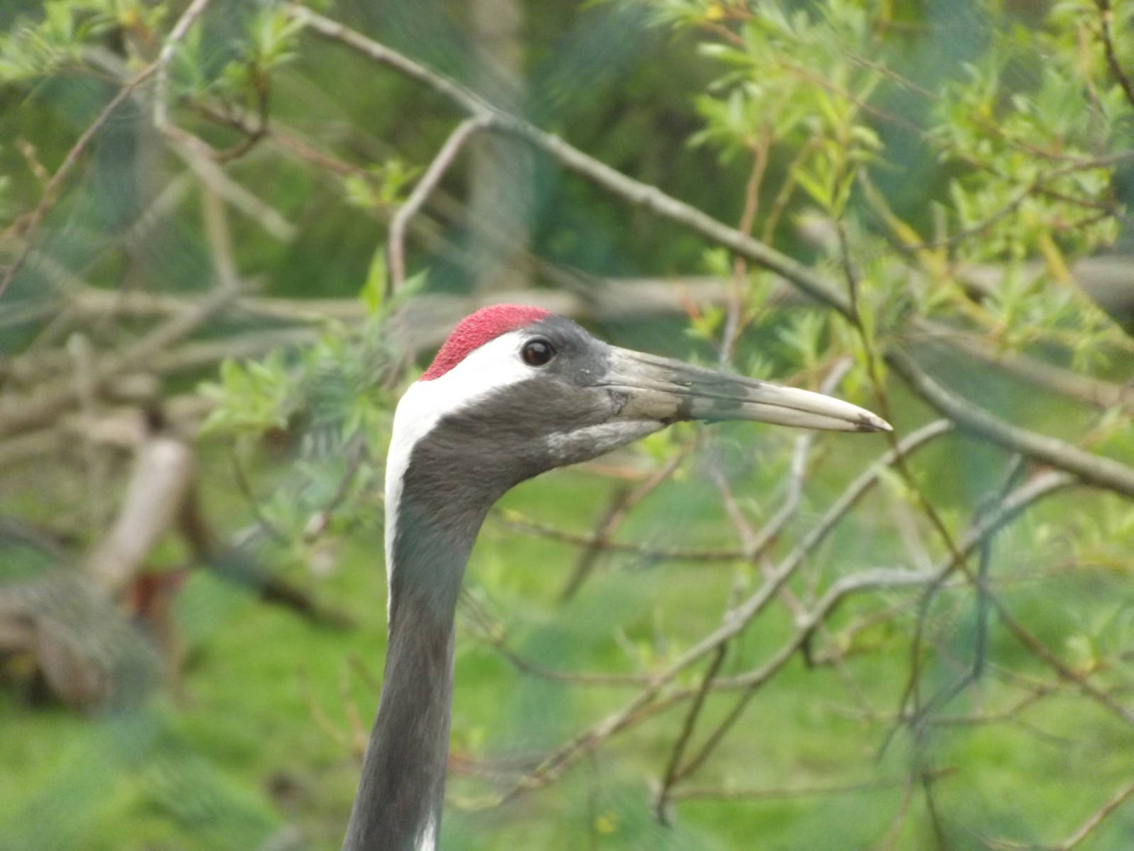 Red Crowned Crane at Blackpool Zoo 19/05/12