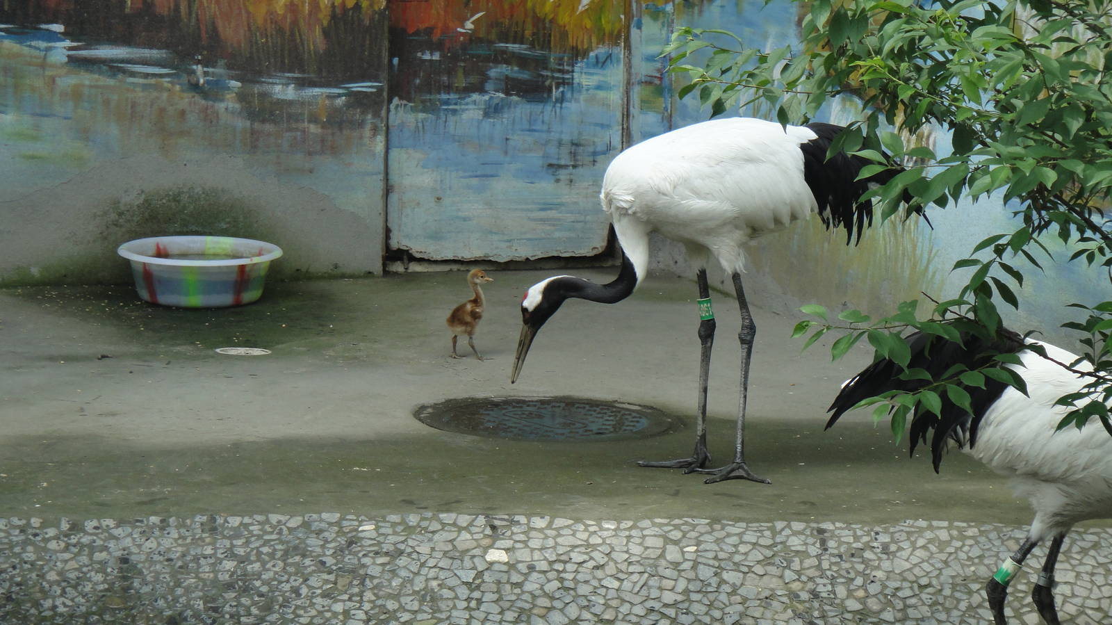 Red-crowned Crane at Chengdu zoo 2012-5-11