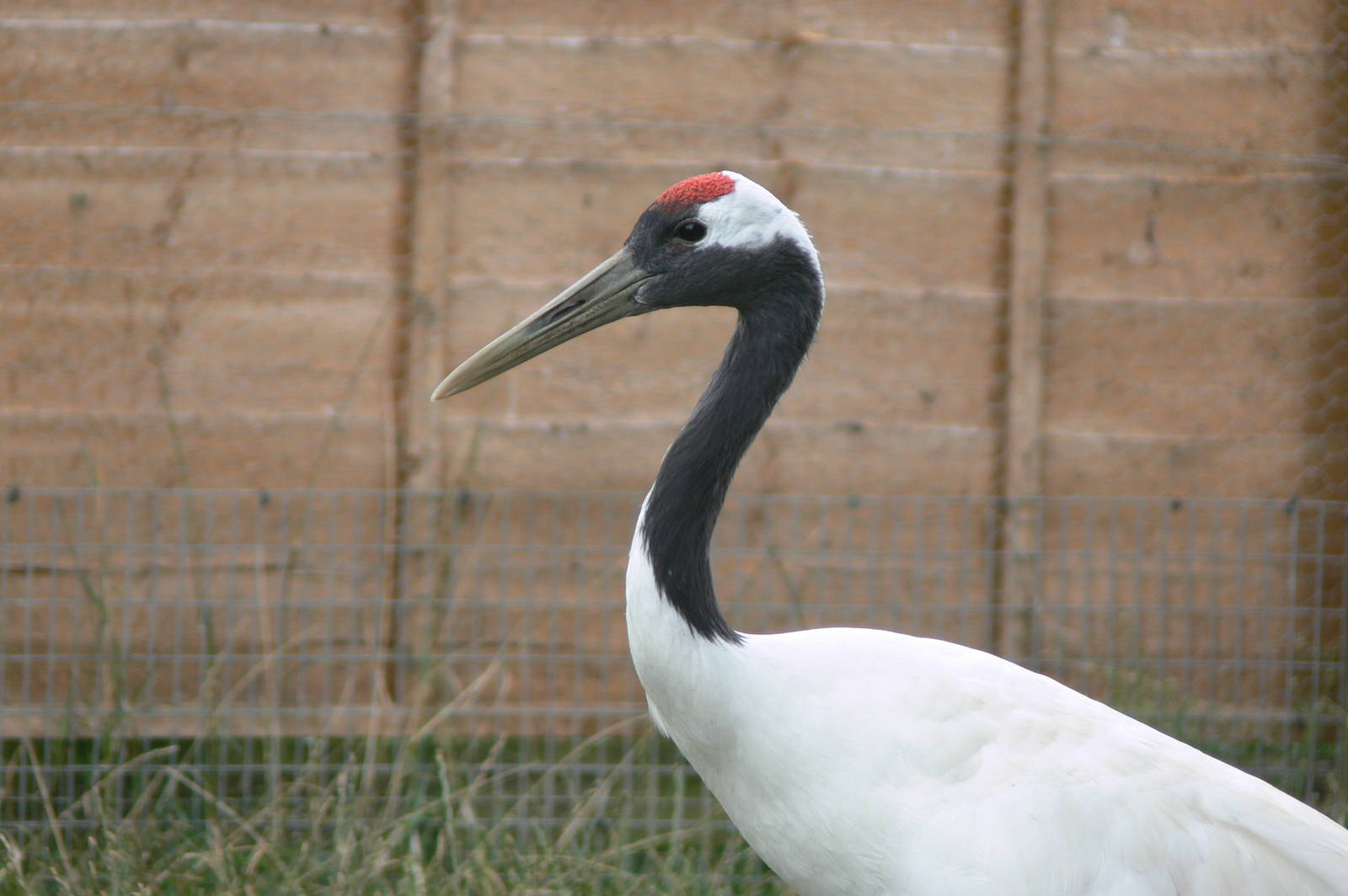 Red-crowned Crane at Hamerton Zoo, 23/08/14