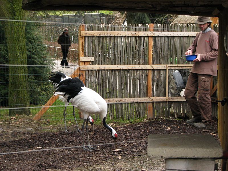 Red-crowned Crane at Jihlava zoo
