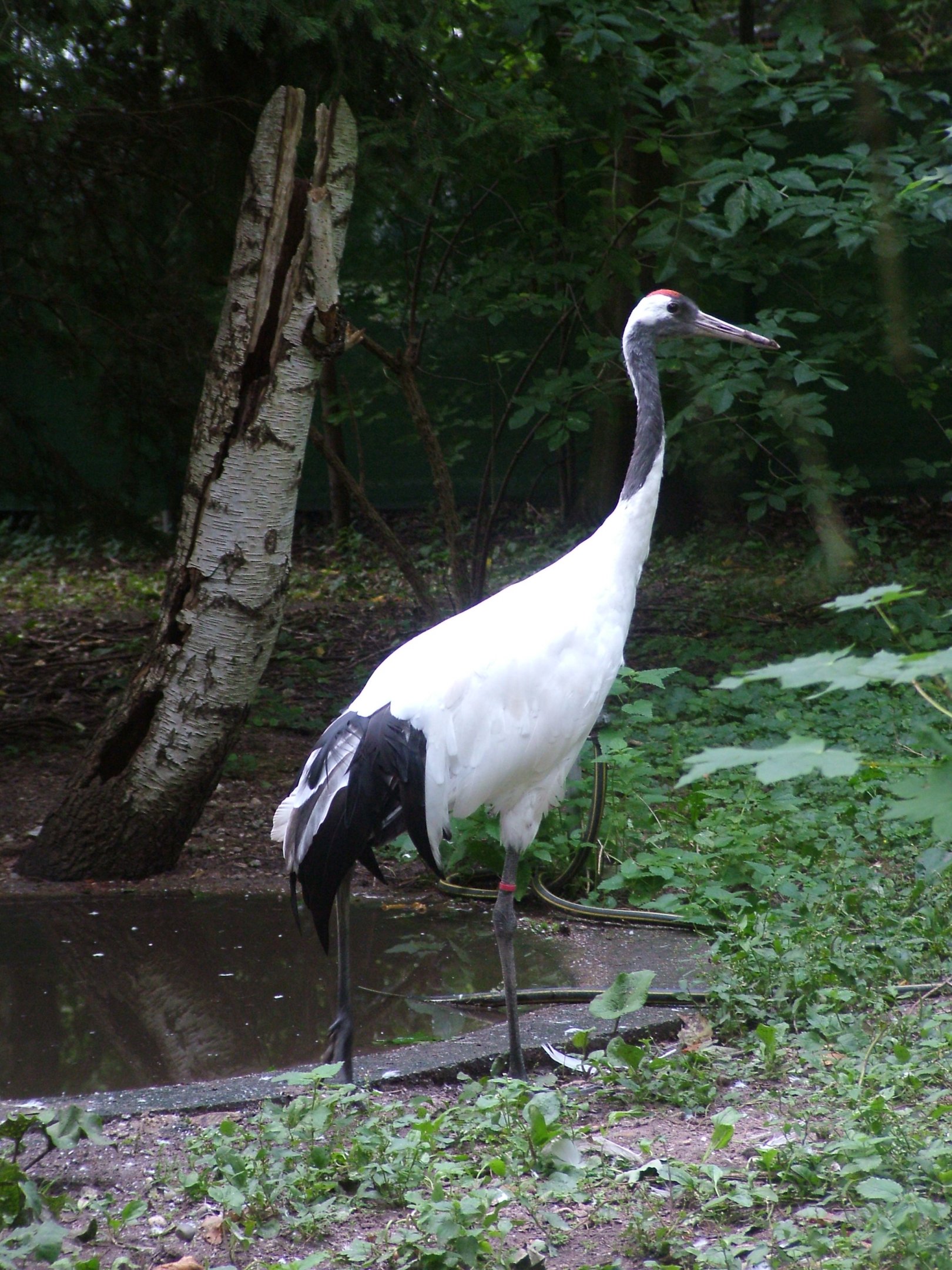 Red-crowned Crane at Vogelpark Erlenwald, 3rd Sept 2010