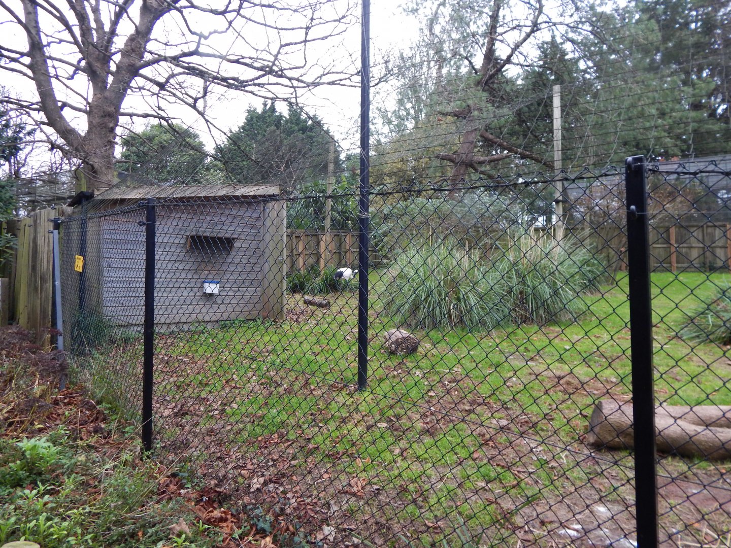 Red-crowned crane aviary 111224