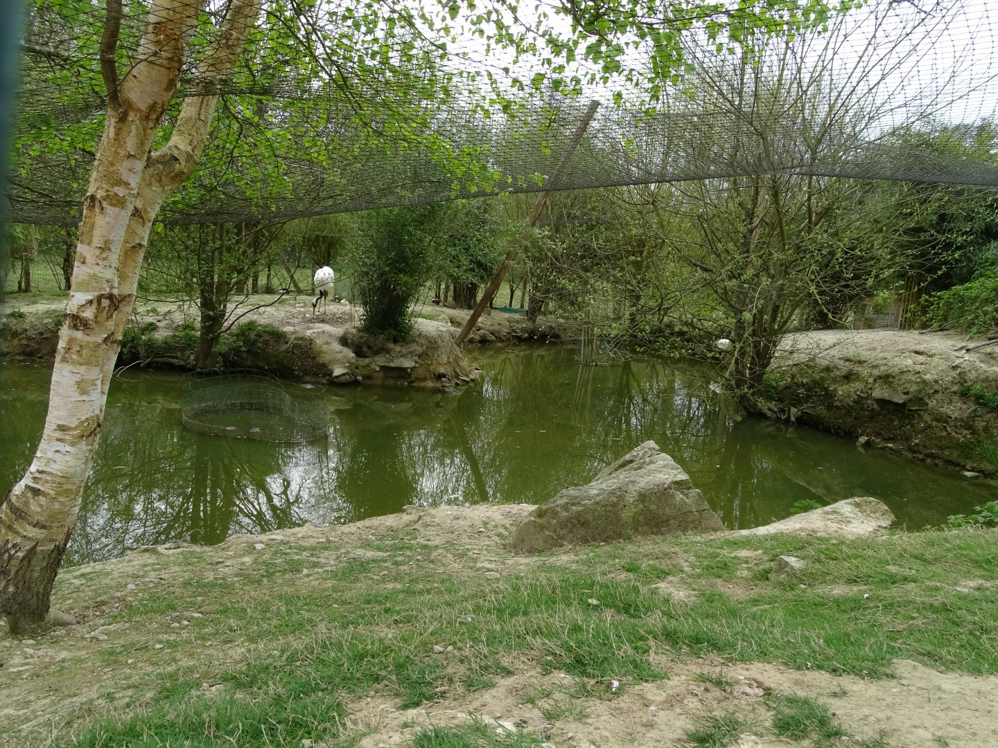Red-crowned crane aviary (Grus japonensis)- Parc animalier d'Ecouves