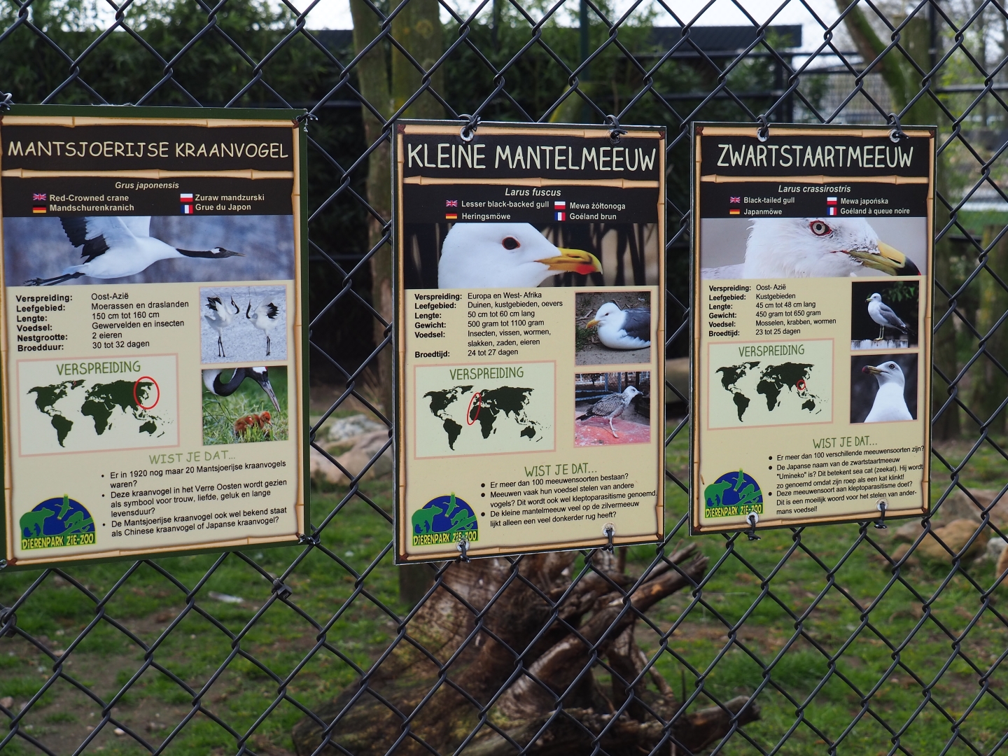 Red-crowned crane, Black-tailed gull and Lesser black-backed gull signs, 2019-04-06