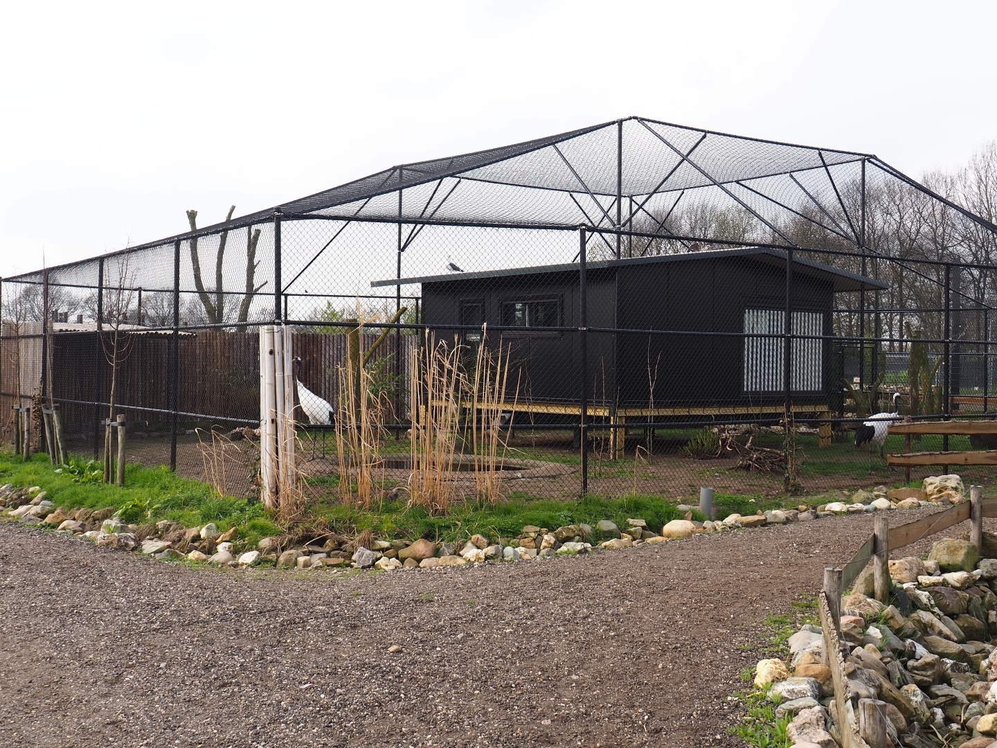 Red-crowned crane - Black-tailed gull - Lesser black-backed gull - Cheer pheasant aviary, 2019-04-06